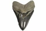 Serrated, Fossil Megalodon Tooth - Georgia #89792-2